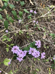 Lantana fucata