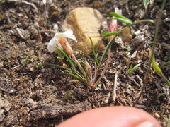 Oxalis polyphylla polyphylla