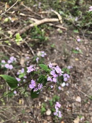 Lantana fucata