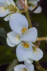 Begonia plebeja
