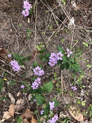 Lantana fucata