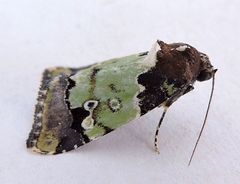 Bryolymnia marti