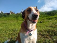 Canis familiaris