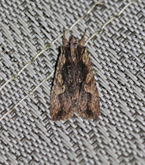Lithophane hemina