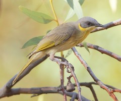 Ptilotula keartlandi