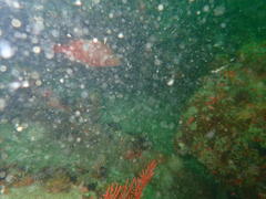 Chrysoblephus laticeps