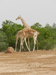 Giraffa camelopardalis peralta