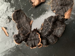 Hydnochaete tabacina