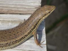 Trachylepis depressa