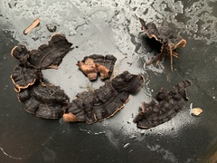 Hydnochaete tabacina