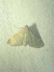 Hypsopygia binodulalis
