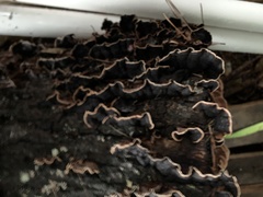 Hydnochaete tabacina