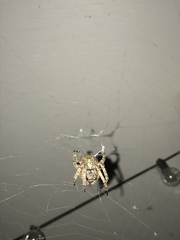 Araneus bicentenarius