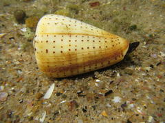Conus betulinus