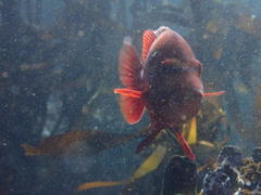 Chrysoblephus laticeps