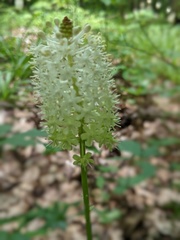 Amianthium