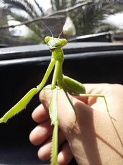 Mantidae
