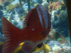 Chrysoblephus laticeps