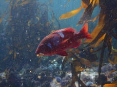 Chrysoblephus laticeps