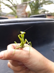 Mantidae