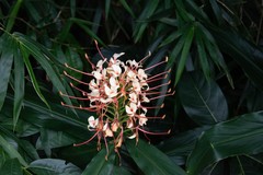 Hedychium gardnerianum