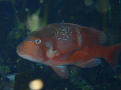 Chrysoblephus laticeps