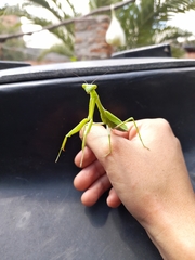 Mantidae