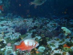 Chrysoblephus laticeps