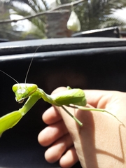 Mantidae