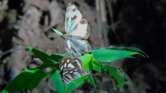 Dynamine postverta mexicana