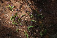 Lachenalia orchioides