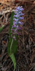 Lachenalia orchioides