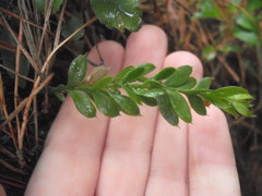 Tmesipteris lanceolata