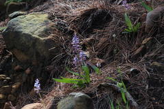 Lachenalia orchioides