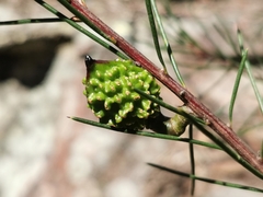 Hakea propinqua