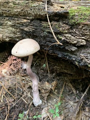 Austroboletus gracilis