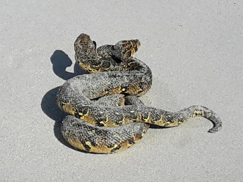 Puff Adder