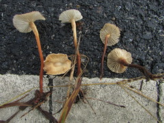 Collybiopsis biformis