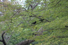 Corvus brachyrhynchos