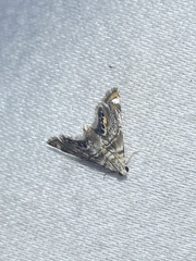 Eoparargyractis irroratalis