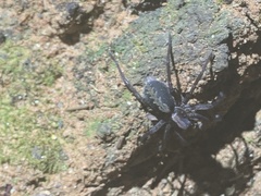 Ctenus hibernalis