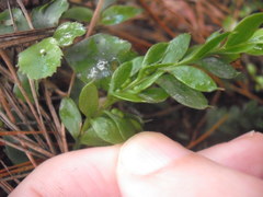 Tmesipteris lanceolata