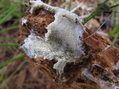 Trechispora mollusca