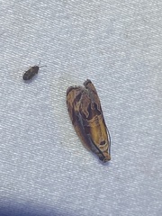 Zomaria interruptolineana