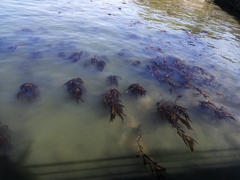 Macrocystis pyrifera