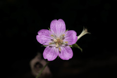Geranium lilacinum