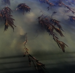 Macrocystis pyrifera