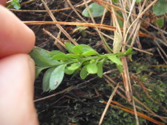 Tmesipteris lanceolata