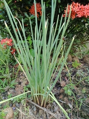 Allium cepa