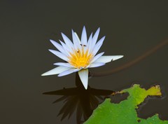 Nymphaea elegans